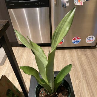 Silver Snake Plant plant in Chicago, Illinois