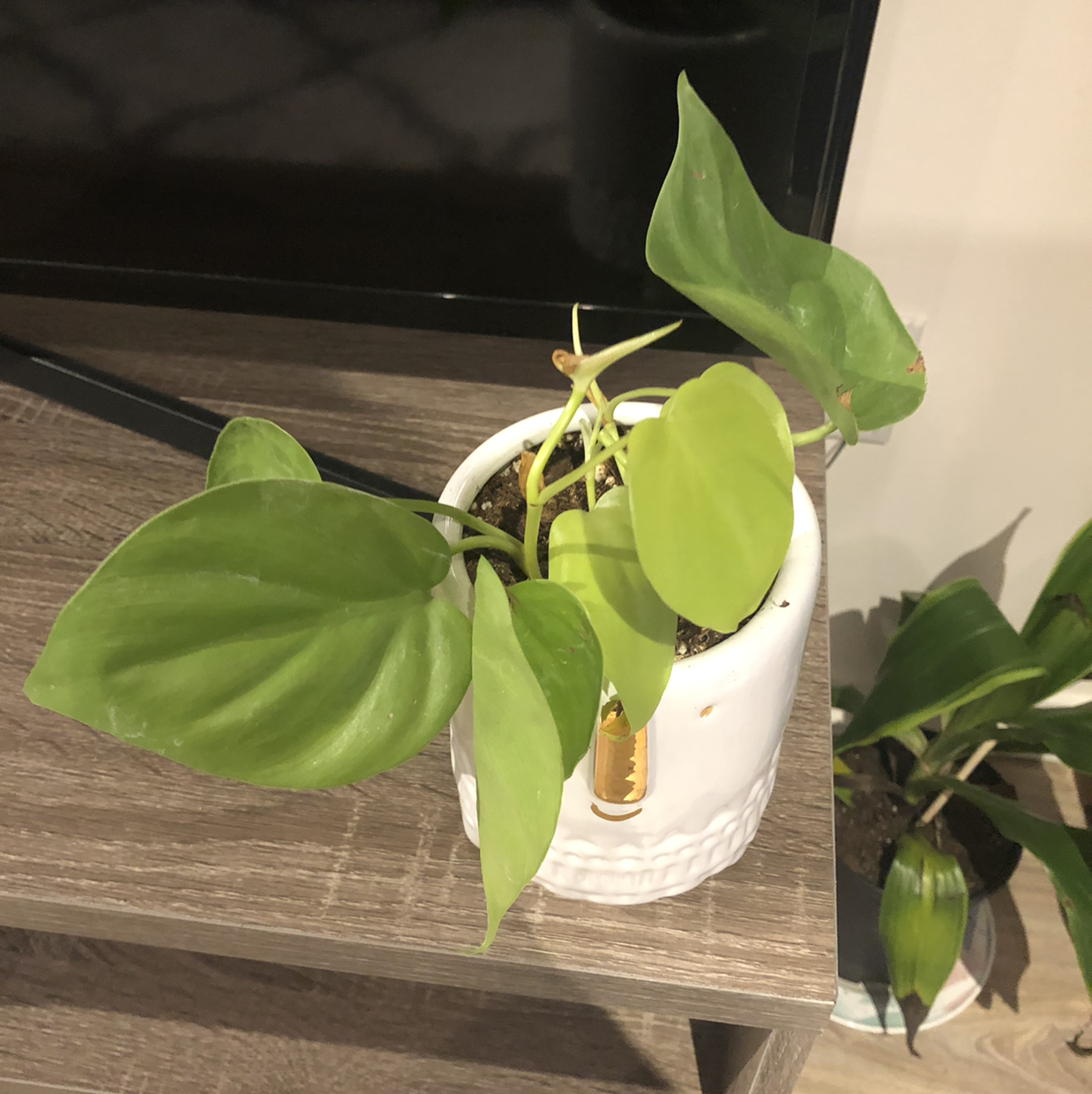 Philodendron Lemon Lime plant in a white pot on a wooden surface, healthy green leaves.