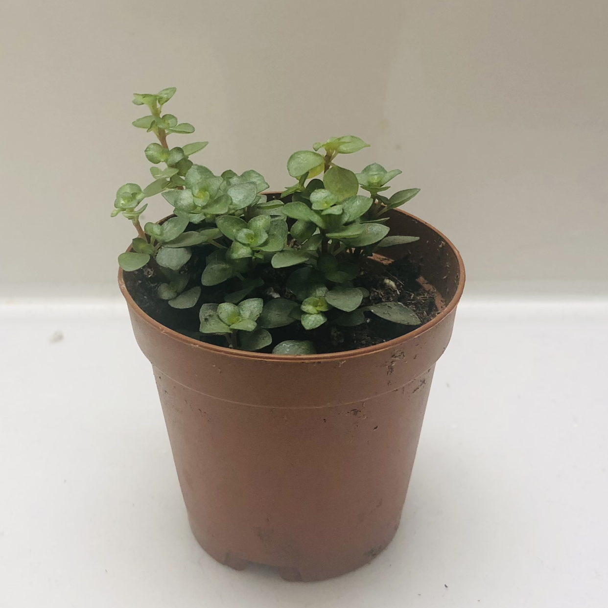 Pilea 'Aquamarine' plant in a brown plastic pot, healthy and well-framed.