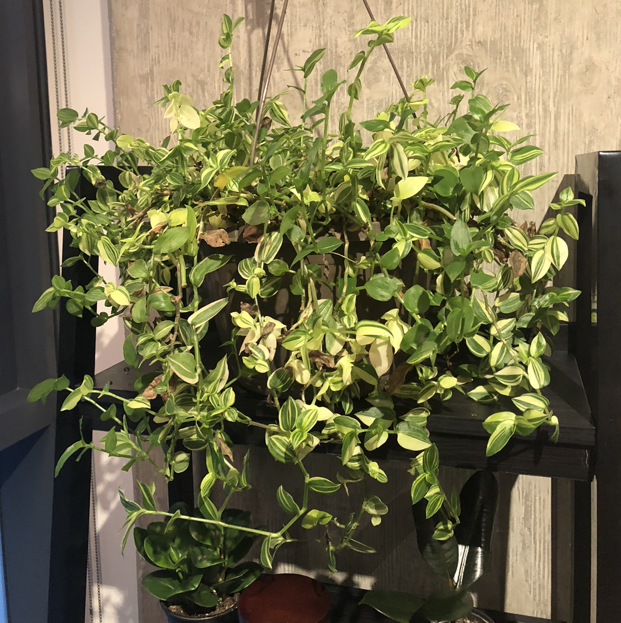 Healthy, thriving variegated Creeping Inch Plant cascading over the sides of a small pot, with vibrant green and yellow foliage.