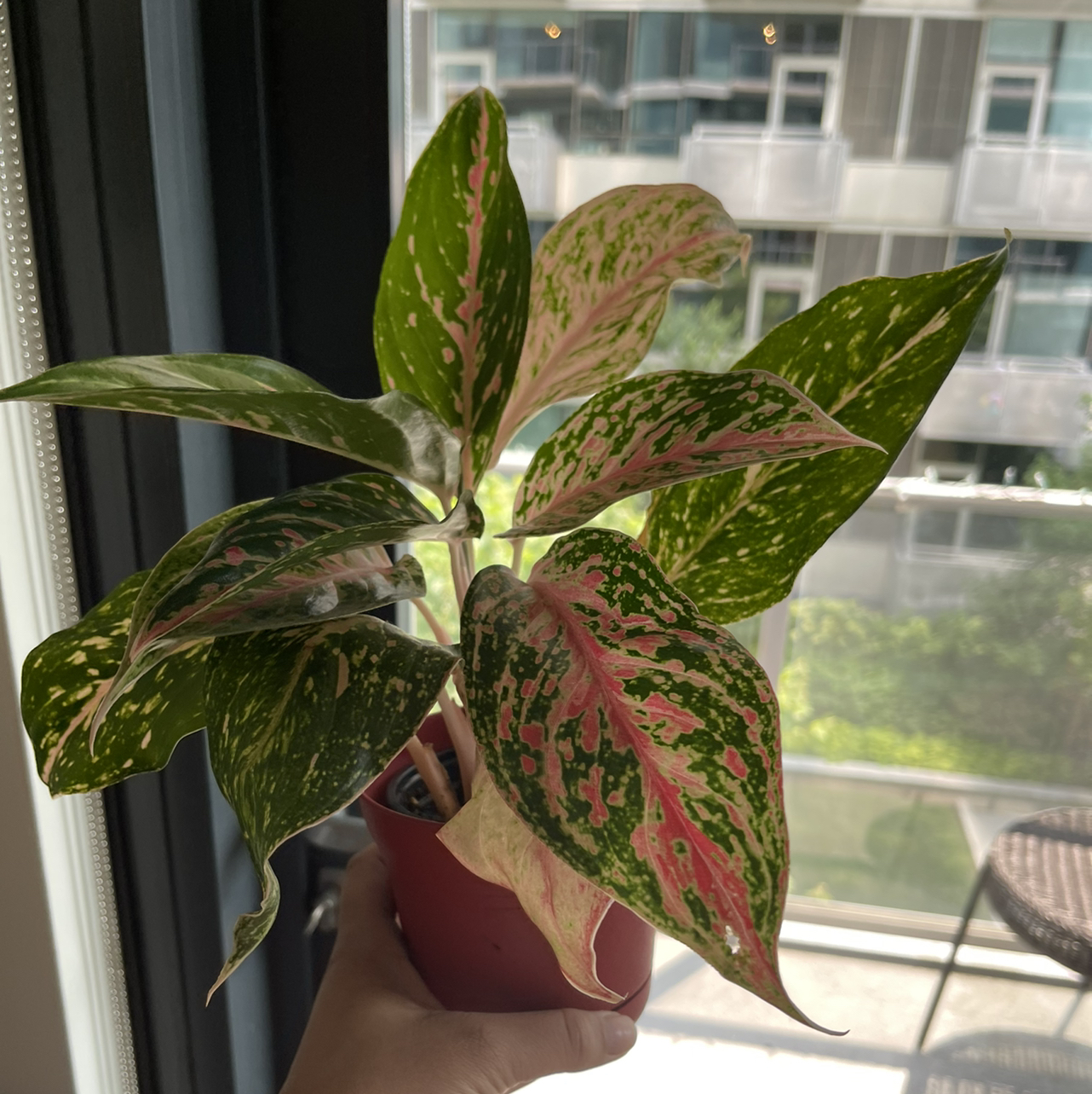 Aglaonema 'Sparkling Sarah' plant with variegated leaves held by a hand.