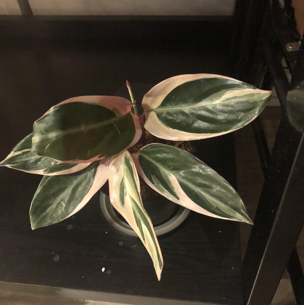 Triostar Stromanthe plant with variegated green, white, and pink leaves.