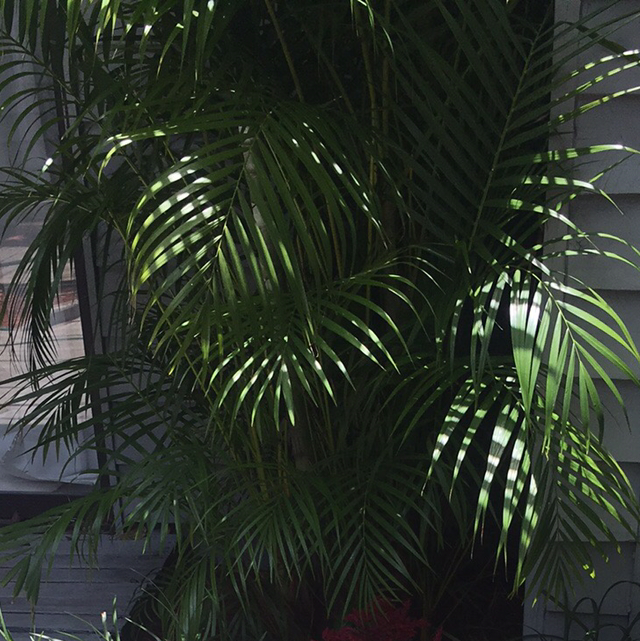 Photo of the plant species Areca Palm by @Penny named da Vinci on Greg, the plant care app