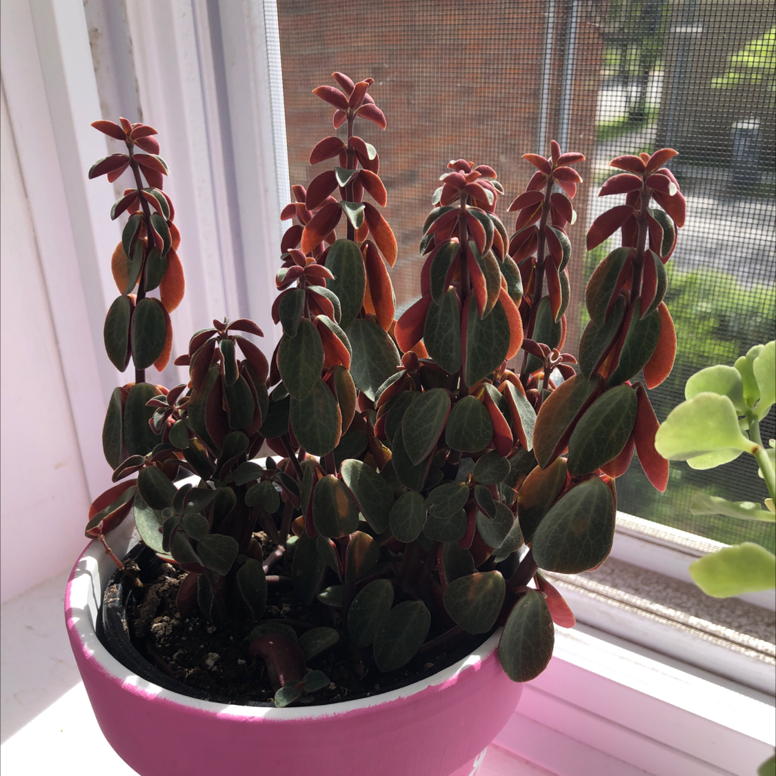 Peperomia graveolens 'Ruby Glow' plant in a pink pot on a windowsill, healthy with vibrant red and green leaves.