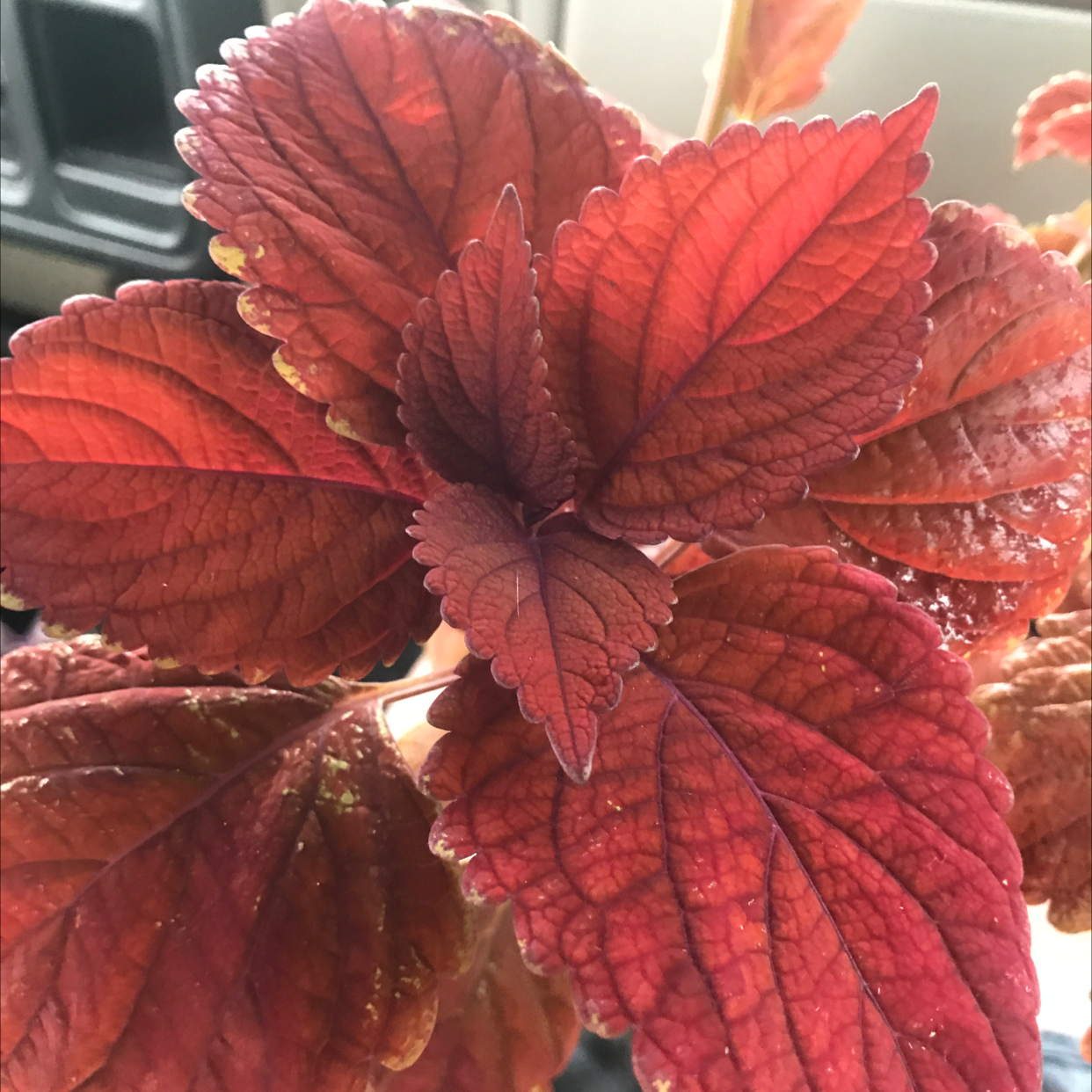 Photo of the plant species Inferno Coleus by Cam named Lola on Greg, the plant care app