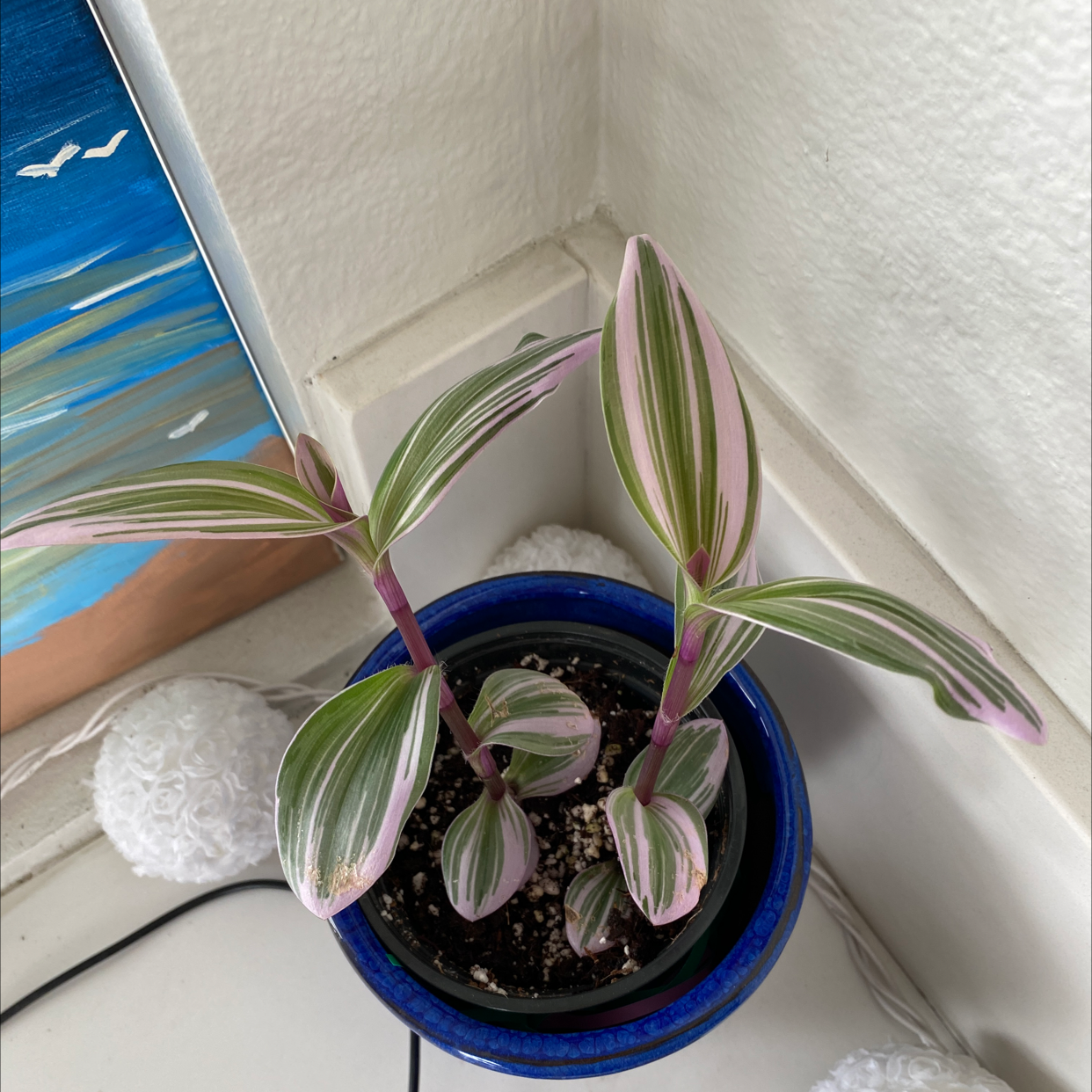 Small-Leaf Spiderwort plant photo by @Mahrilee named Nancy on Greg, the plant care app.