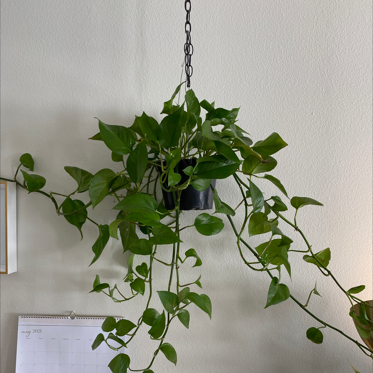 Jade Pothos plant photo by @Mahrilee named Reggie on Greg, the plant care app.