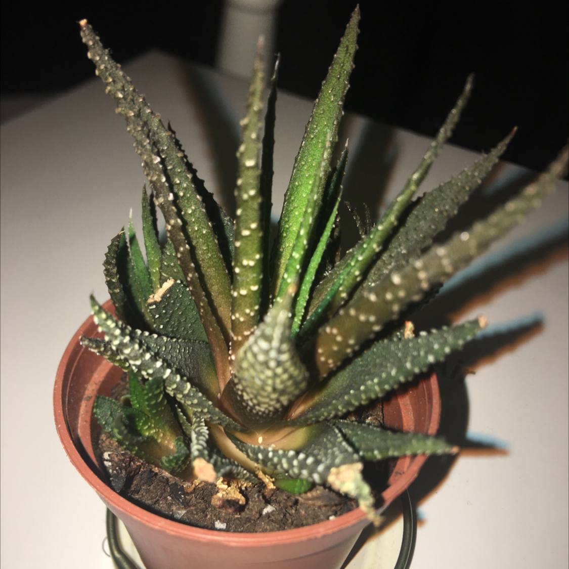 Zebra Plant plant photo by Kelsey named Pope on Greg, the plant care app.