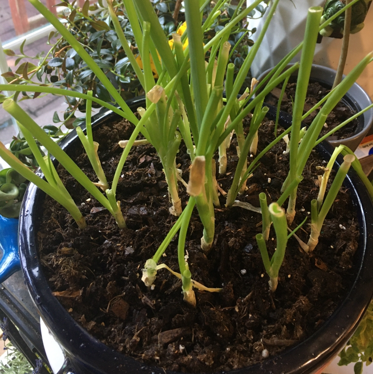 Photo of the plant species Long Green Onion by @Mammaflutterfly named Green onion on Greg, the plant care app