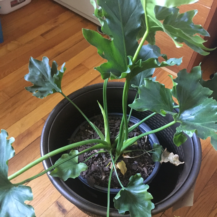 Philodendron 'Hope Selloum' plant in a pot with some yellowing and browning leaves.