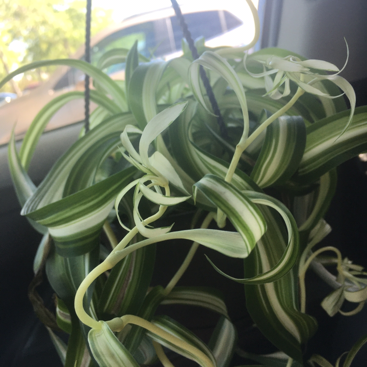Curly Spider Plant with green and white striped leaves, appearing healthy.