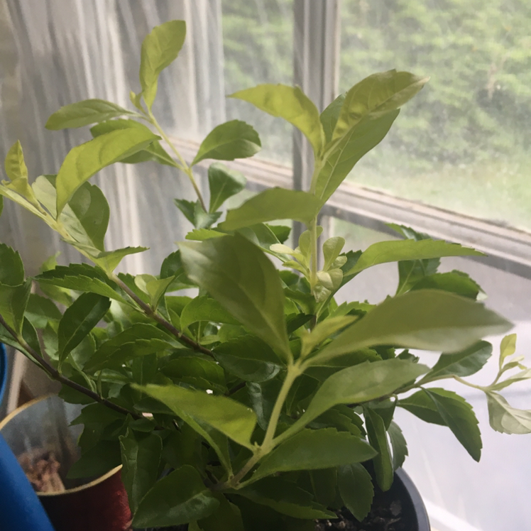 Golden Dewdrop plant with vibrant green leaves near a window.