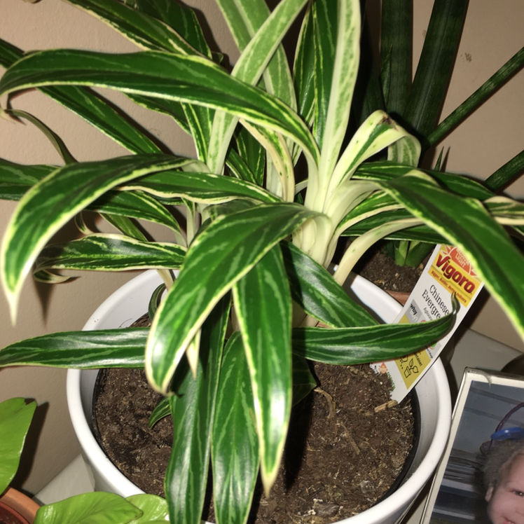 Chinese Evergreen plant photo by @Mammaflutterfly named Green Chinese Evergreen on Greg, the plant care app.