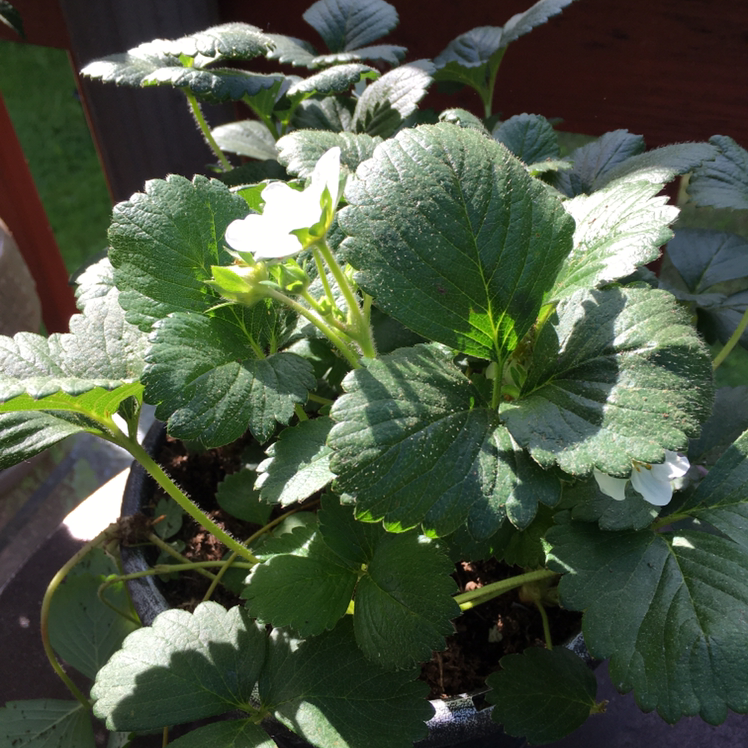 Beach Strawberry plant with healthy green leaves and a few flowers.