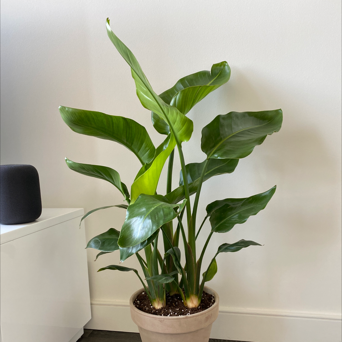 Healthy, thriving White Bird of Paradise plant with large, glossy green leaves, potted in ceramic against white wall.