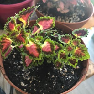 Coleus plant photo by @Jcrumb named Harper on Greg, the plant care app.