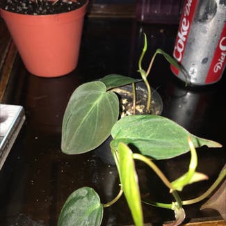 Philodendron Micans plant in Somewhere on Earth