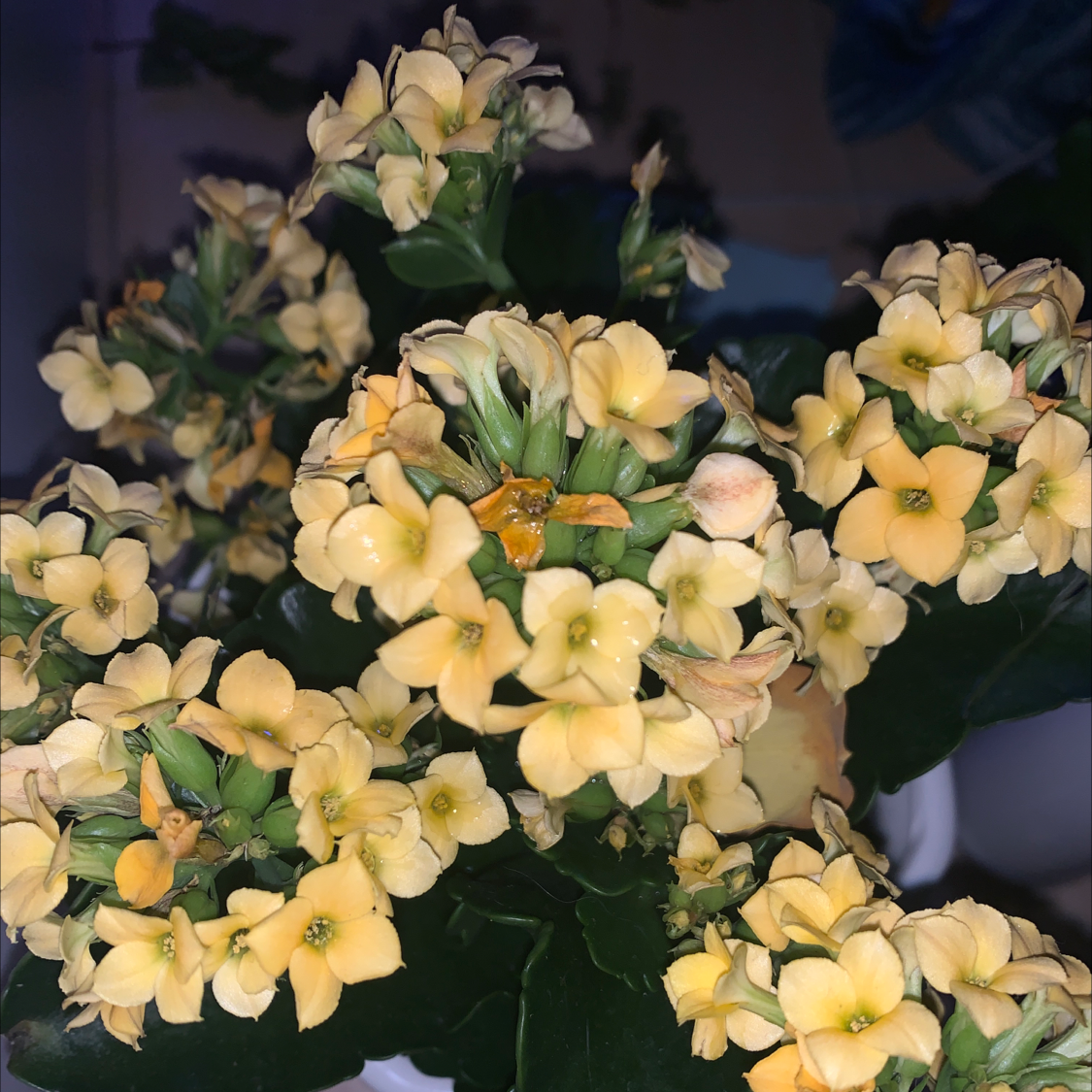 Florist Kalanchoe plant photo by Sadie named dani on Greg, the plant care app.