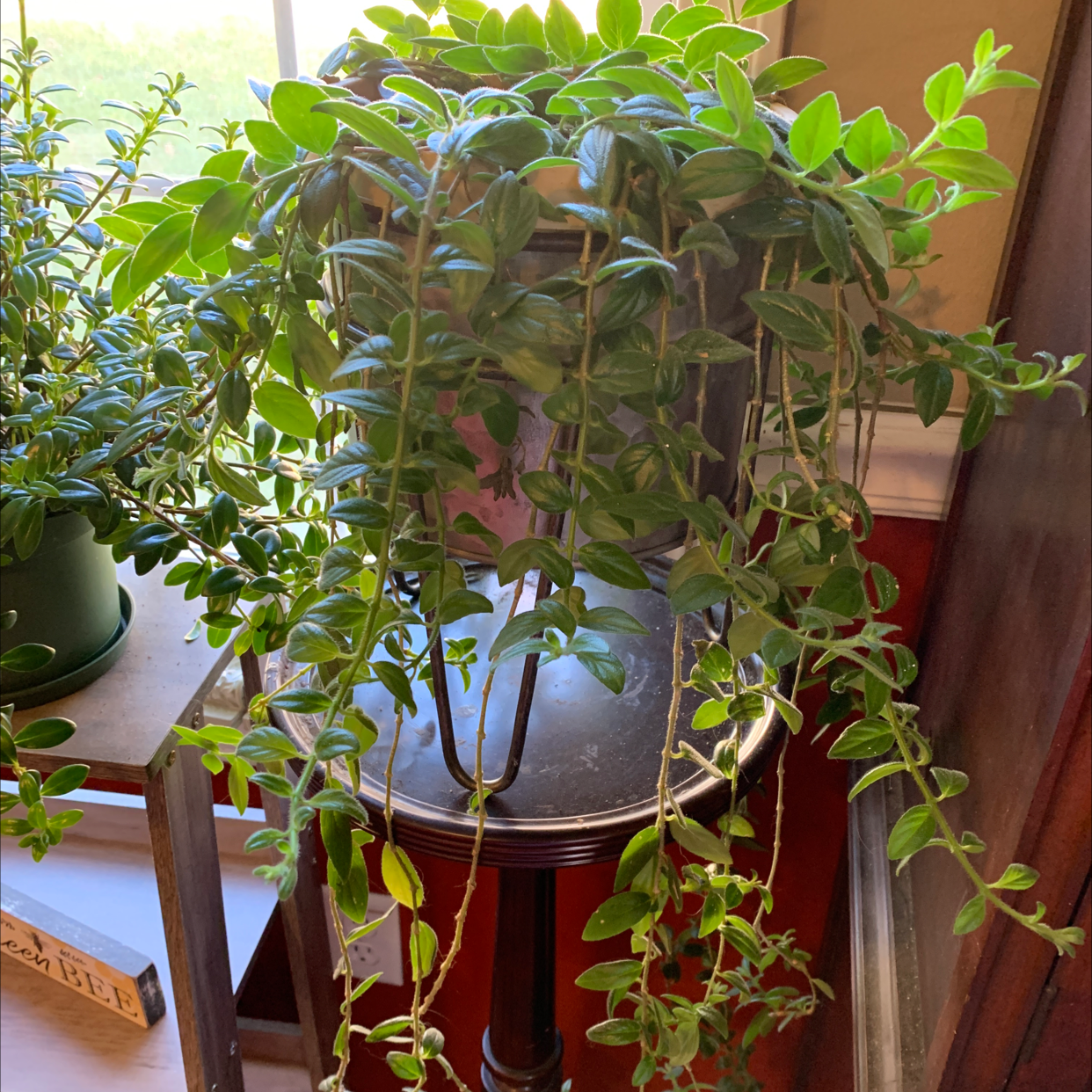 Healthy Lipstick Vine (Aeschynanthus radicans) in a pot on a table, with vibrant green leaves.
