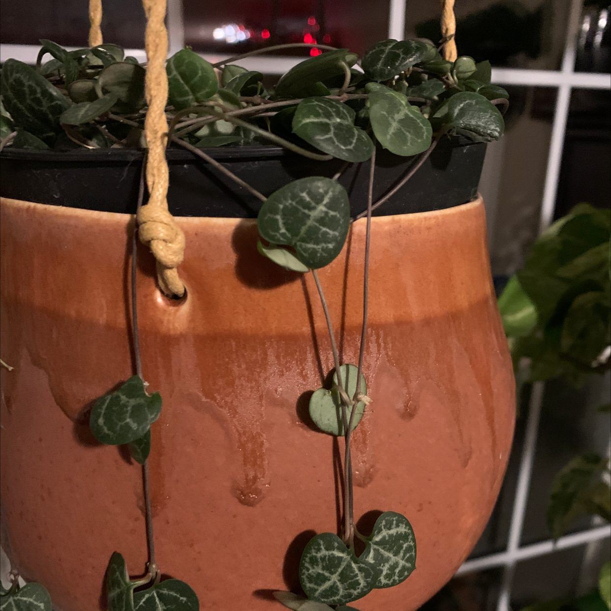 Healthy Chain of Hearts plant with marbled heart-shaped leaves cascading from a hanging terracotta planter.