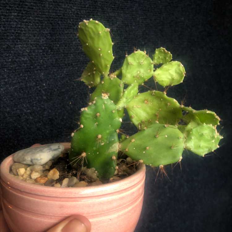 Brazilian Pricklypear cactus in a small pot with a dark background.