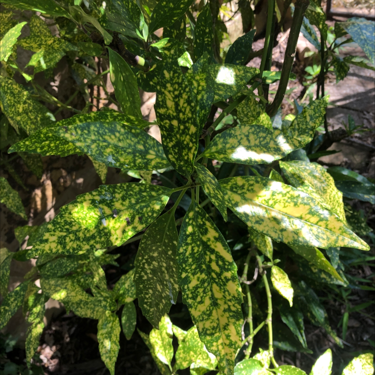 Photo of the plant species Japanese Laurel by Amanda named Your plant on Greg, the plant care app