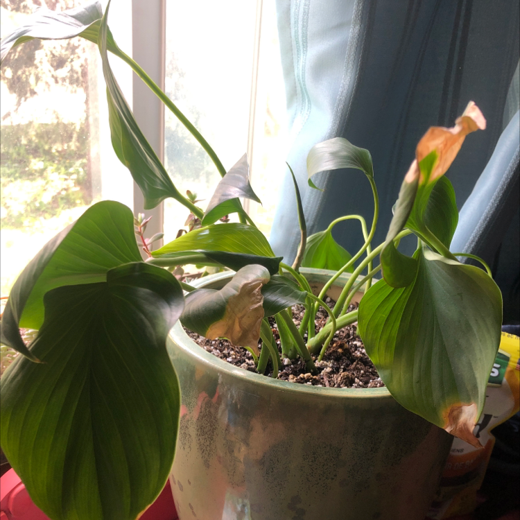 Potted Homalomena 'Emerald Gem' plant with some browning leaf tips near a window.