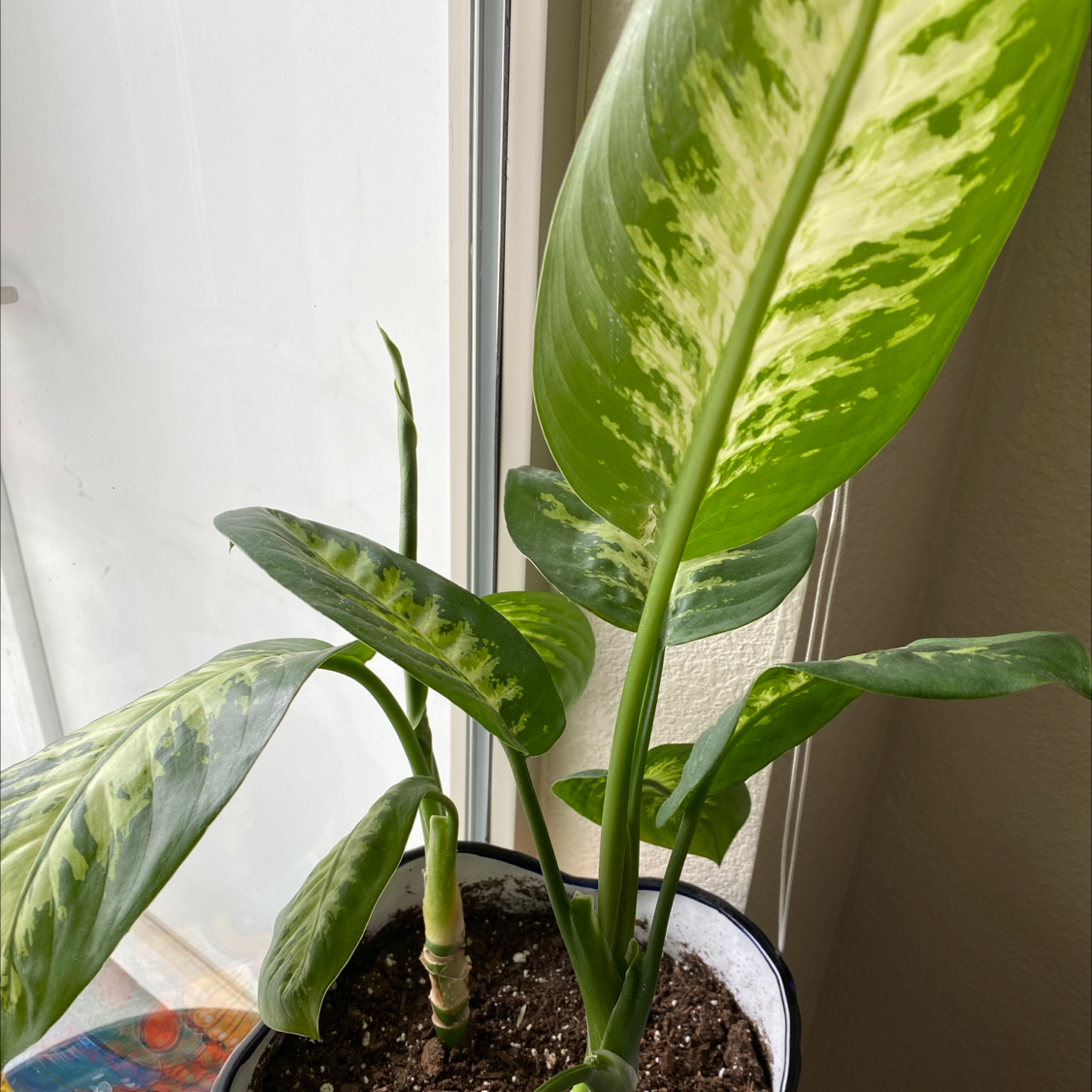 Healthy Dieffenbachia plant with large green and white variegated leaves in white ceramic pot with pebble topping and bamboo stake.