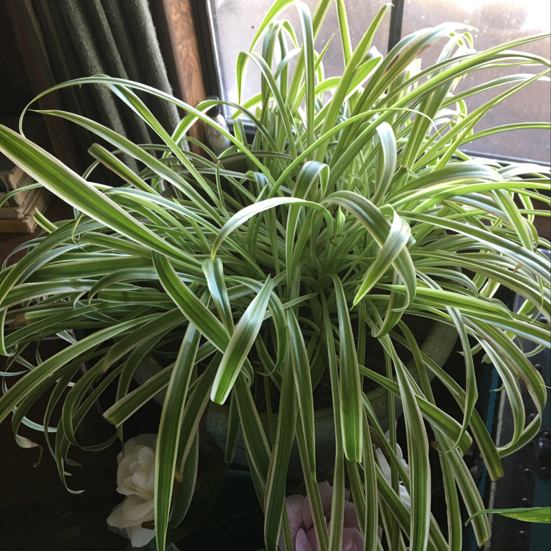 Spider Plant plant photo by @Gamma4-3 named Charlotte on Greg, the plant care app.