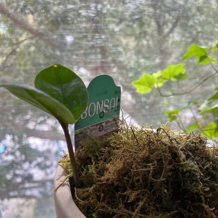 Photo of the plant species Ficus Bonsai by @laurendonor named Bonsai on Greg, the plant care app