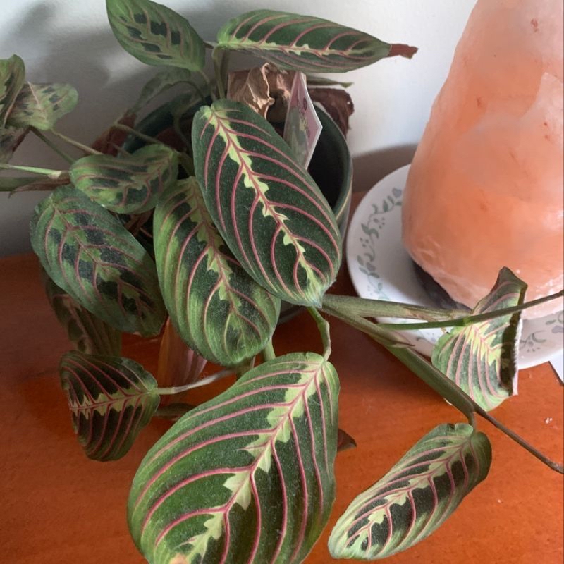 Plant care for Cladonia on Greg, the plant care app
