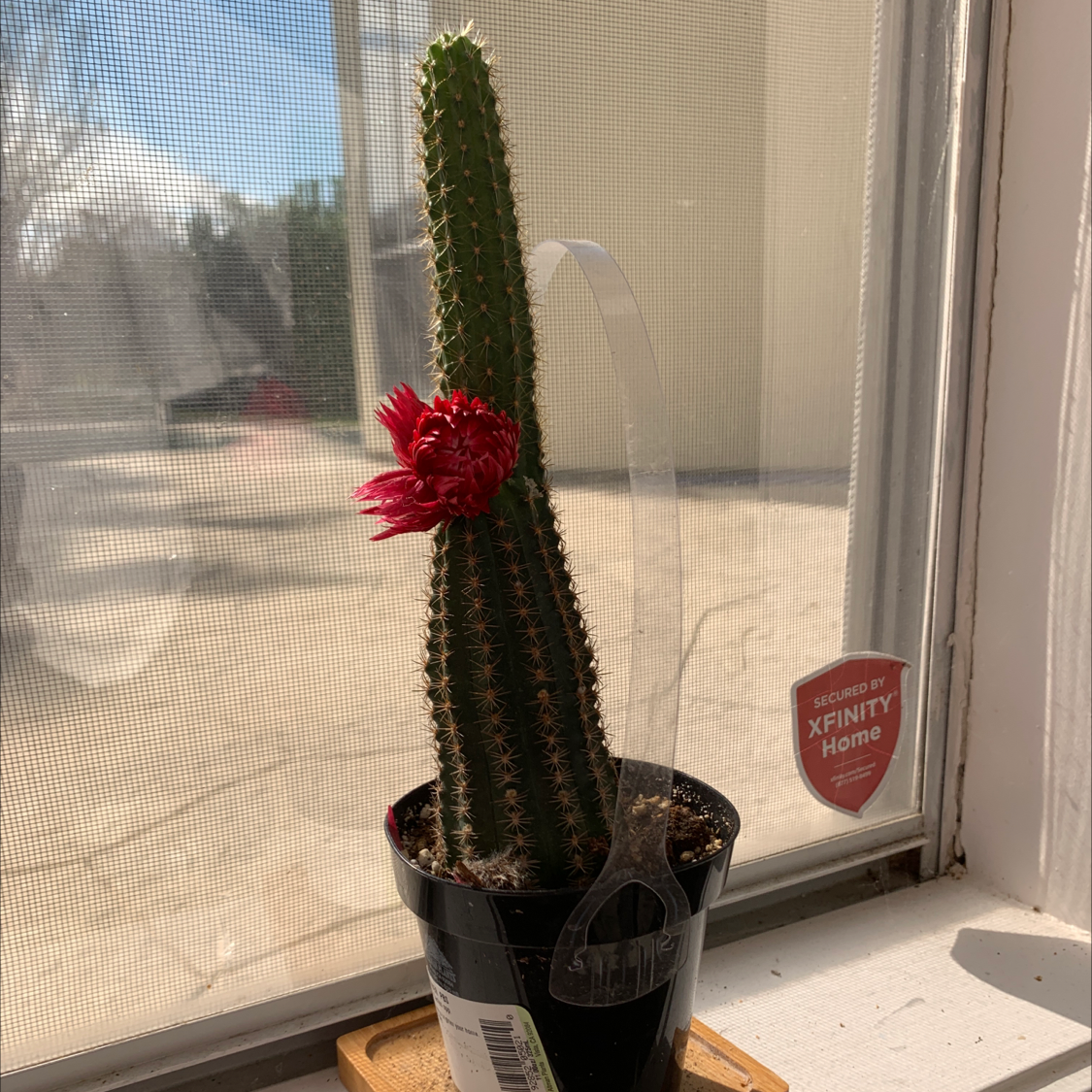 Golden Torch cactus with a red flower in a black pot on a windowsill.
