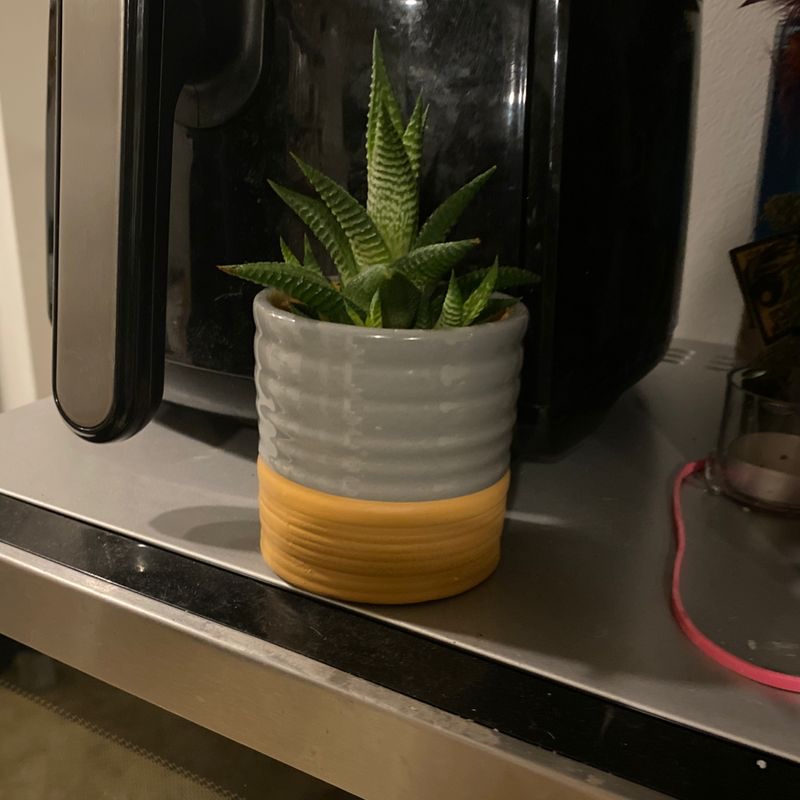Healthy Fairy Washboard plant with vibrant green leaves in a yellow and gray ceramic pot on a kitchen counter.