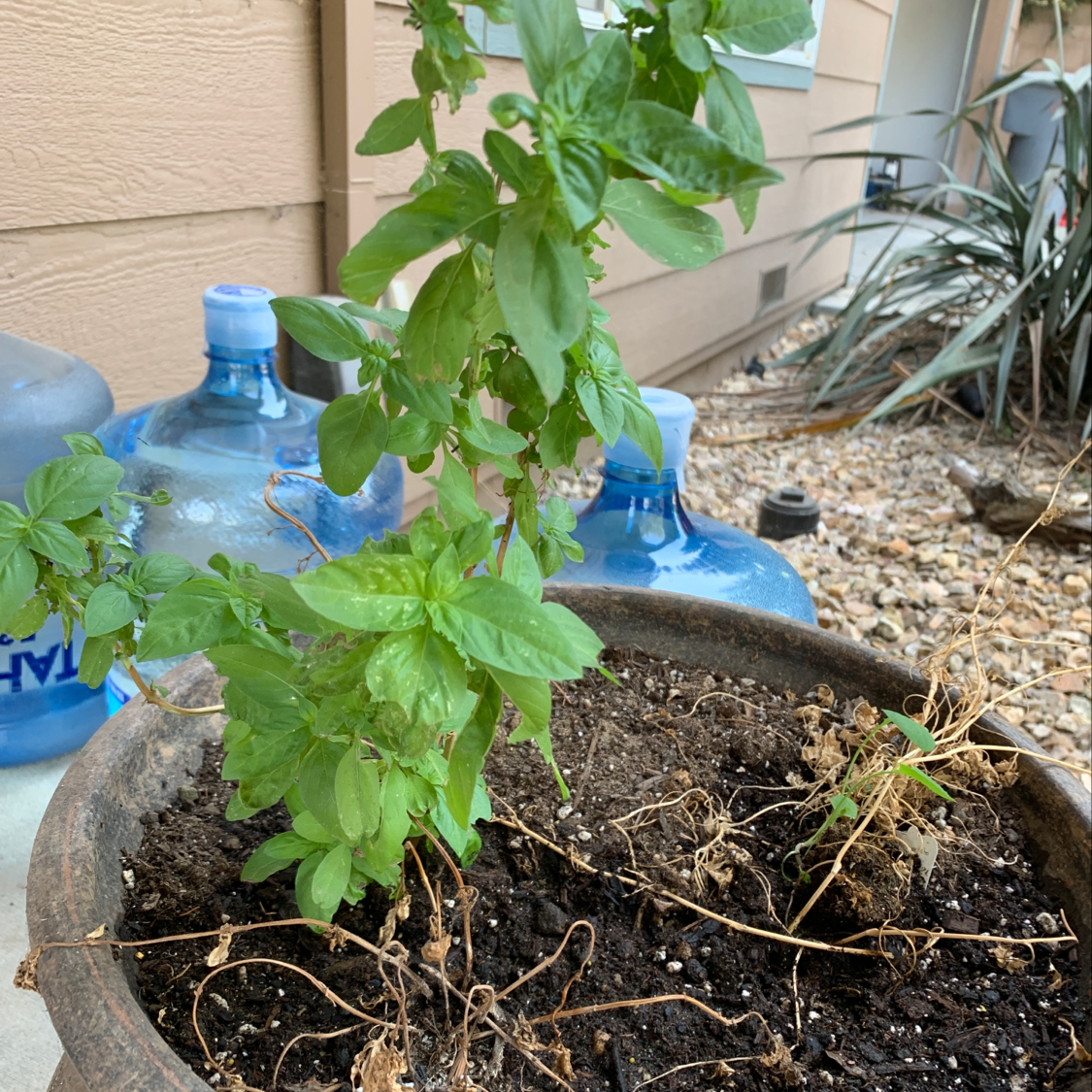 Sweet Basil plant in a pot with some dried, brown stems and leaves at the base. Soil is visible.