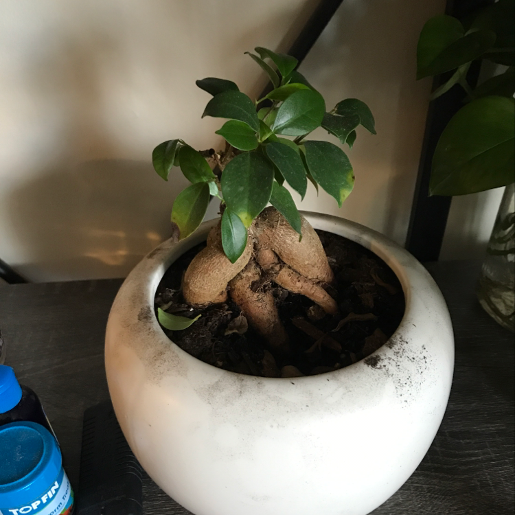 Healthy ginseng ficus bonsai in a white ceramic pot, with a thick trunk splitting into leafy branches. No signs of disease.