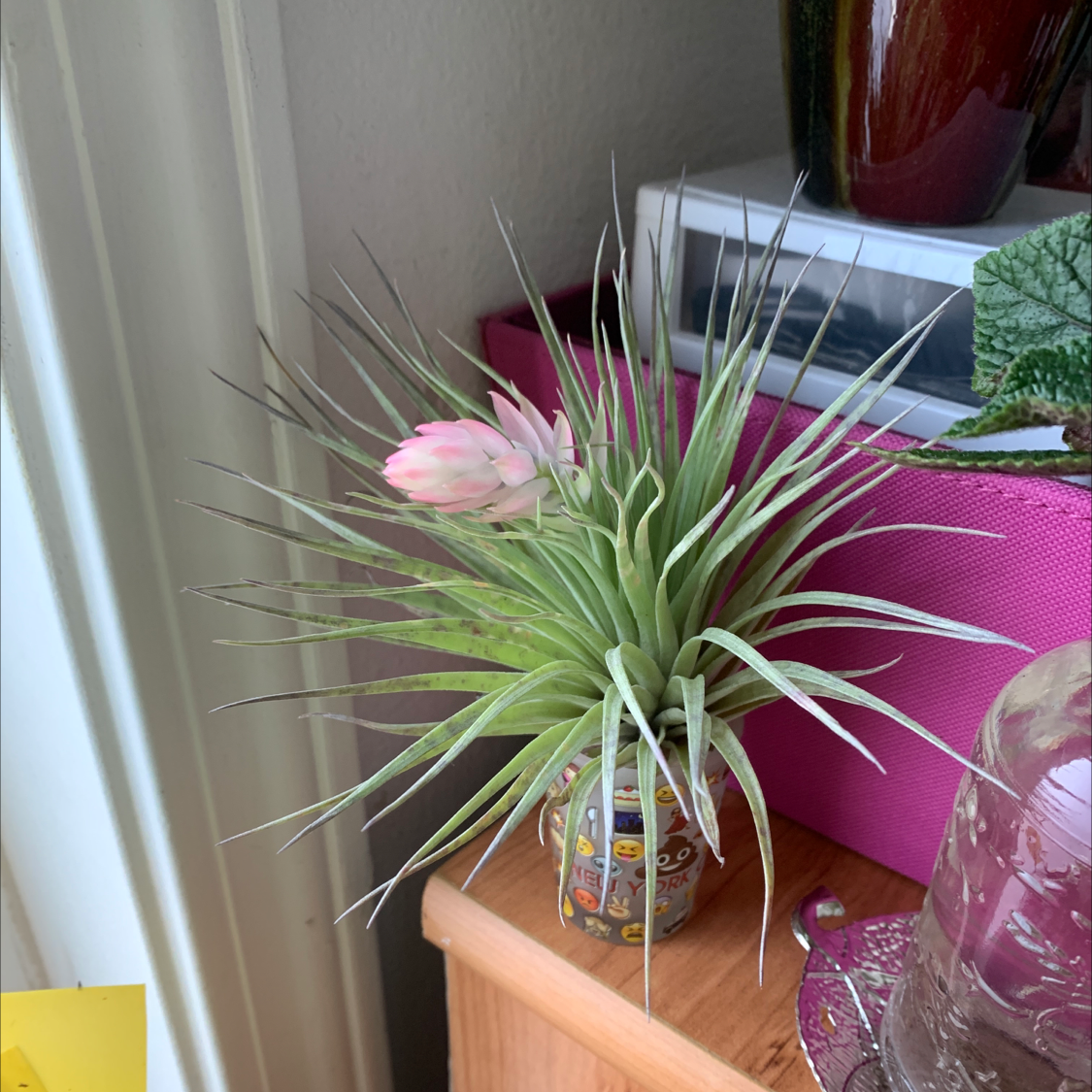 Pink Quill Plant (Tillandsia cyanea) with a pink bract and green leaves in a small container.