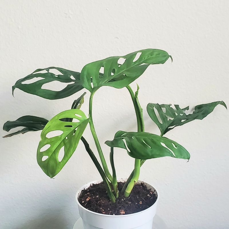 Photo of the plant species Pink Star by Aimee named Aadansonii on Greg, the plant care app