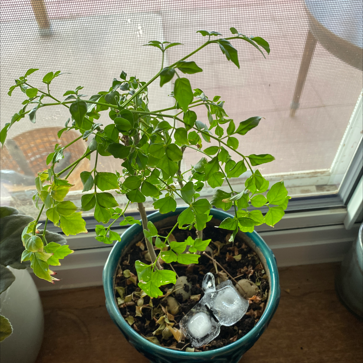 Healthy China Doll plant with lush green compound leaves in a teal ceramic pot on a windowsill.