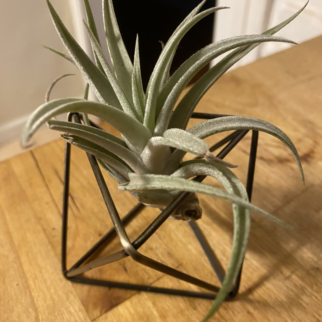 Healthy tillandsia air plant with silvery curling leaves in a small geometric glass terrarium on a wooden surface.
