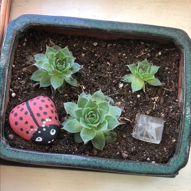 Hens and Chicks plant photo by @Redheadmadeofglitter named Figyonce on Greg, the plant care app.