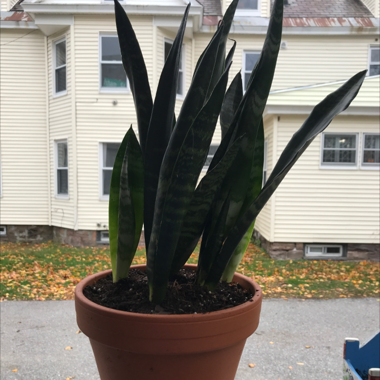 remi | A plant by @jojoplants on Greg
