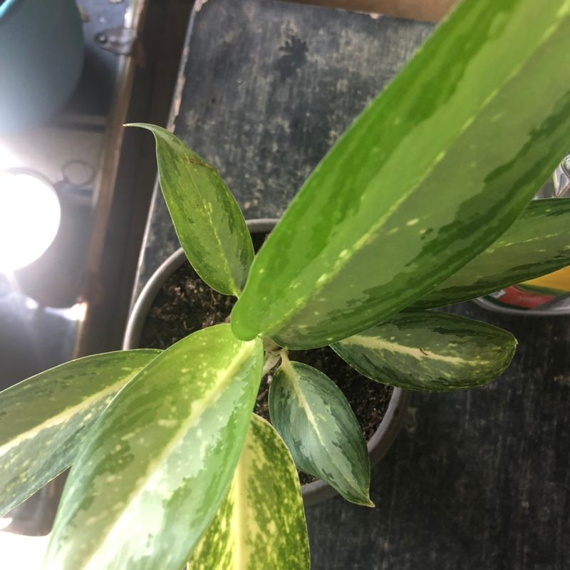 Close-up of a healthy Chinese Evergreen plant with shiny, waxy variegated green and white leaves.