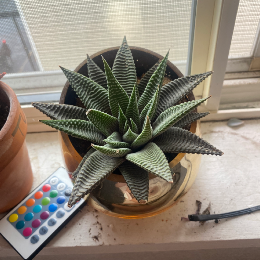 Healthy Haworthia limifolia succulent plant with striped triangular leaves in a small pot on a windowsill next to a colorful remote control.