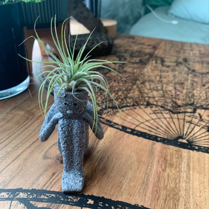Healthy Blushing Bride Air Plant with silvery curled leaves mounted on figurine, well-framed photo on decorative mat.