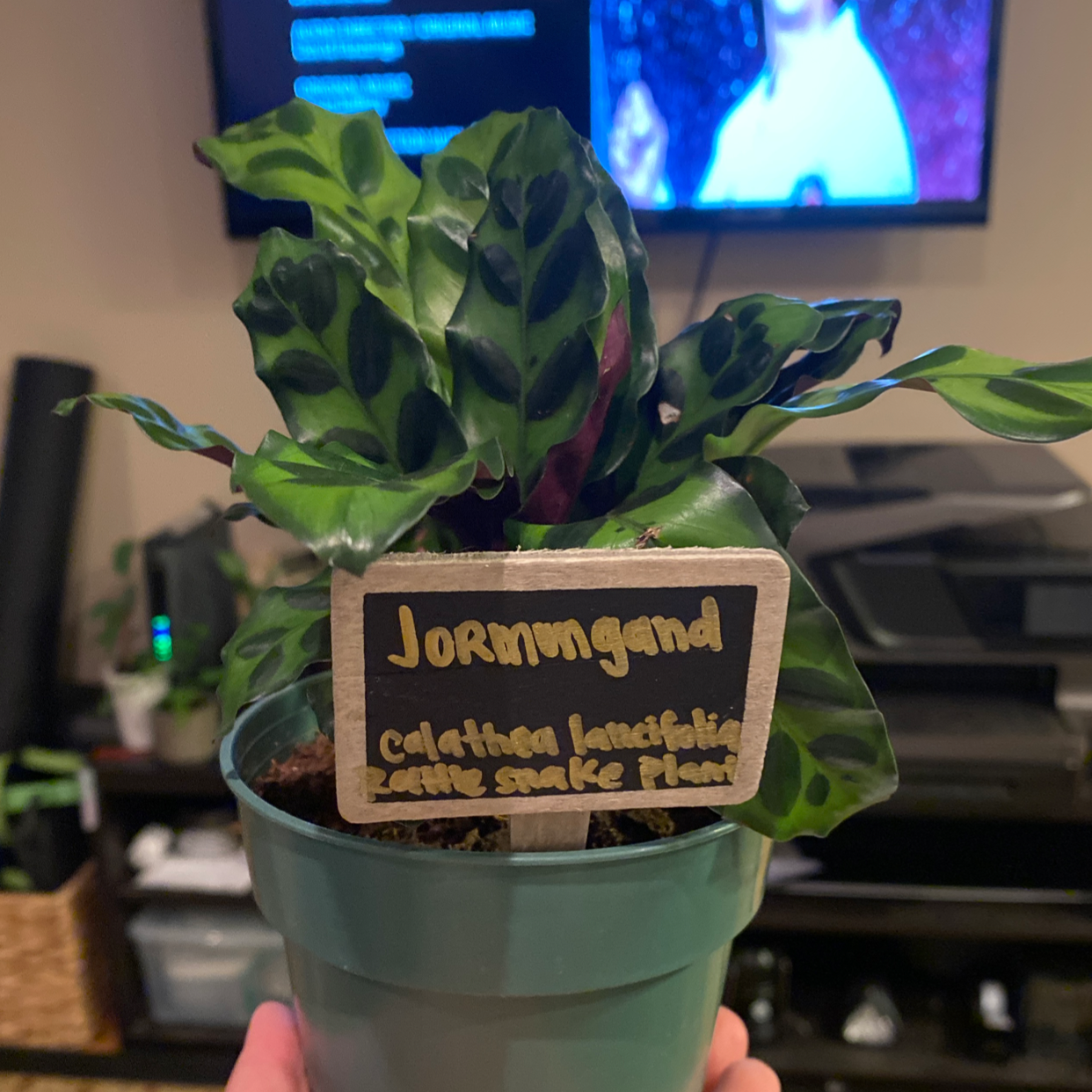 Healthy Fishbone Prayer Plant with lush green striped leaves growing in a blue pot, held by a hand.