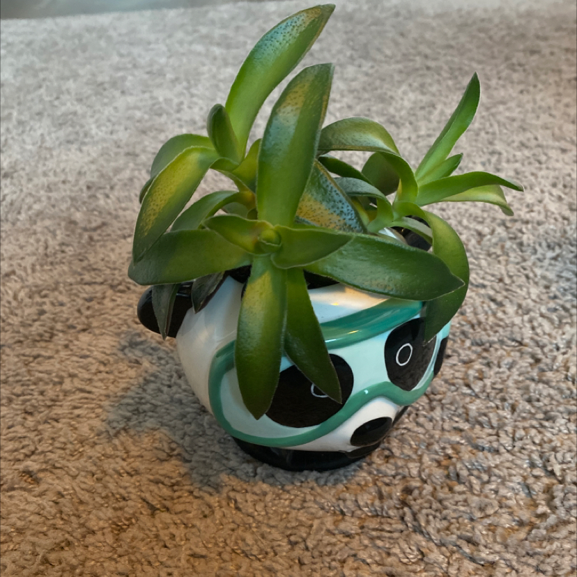 Close-up of a healthy String of Buttons succulent plant in a teal and white ceramic pot.