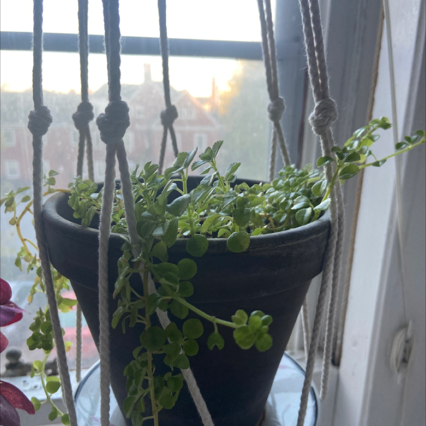 Healthy Pilea Baby Tears plant with dense green foliage growing in a small black hanging pot in front of a lace curtain.