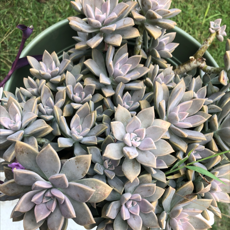 Cluster of healthy Ghost Plants (Graptopetalum paraguayense) in a pot.