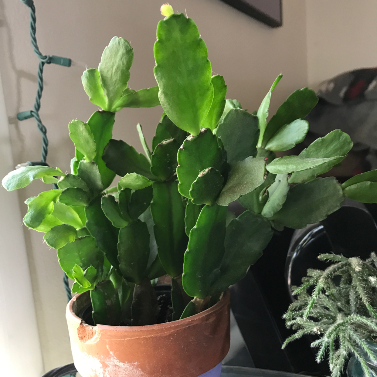 A healthy Easter Cactus in a terracotta pot with vibrant green leaves.