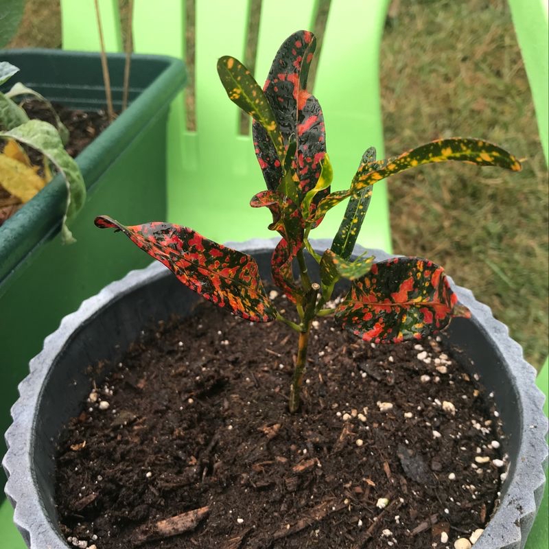 Healthy, vibrant Croton 'Petra' plant with striking multicolored variegated leaves growing in dark soil in a green plastic pot.